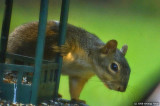 Our squirrel friend