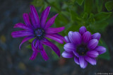 Purple Pair