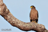 Philippine Serpent Eagle 