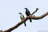 Asian Glossy Starling