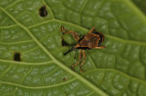 Weevil