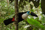 White-throated or Channel-billed Toucan