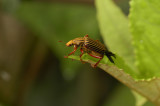 Beetle Pic