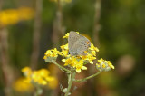 California Hairstreak