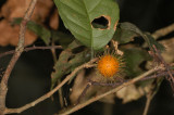 Spiky Ball Fruit