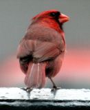 #28   Northern Cardinal