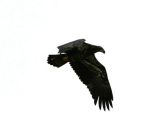 #152   Bald Eagle (juvenile)