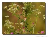 Nachtegaal - Luscinia megarhynchos - Nightingale