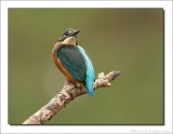 IJsvogel - Alcedo atthis - Kingfisher