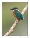 IJsvogel - Alcedo atthis - Kingfisher