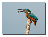 IJsvogel - Alcedo atthis - Kingfisher