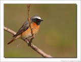 Gekraagde Roodstaart - Redstart