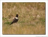 Beflijster - Turdus torquatus - Ring Ouzel