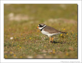 Bontbekplevier - Charadrius Hiaticula - Ringed Plover