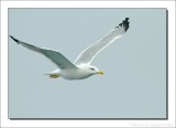 Geelpootmeeuw    -    Yellow-Legged Gull
