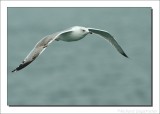 Pontische Meeuw    -    Caspian Gull