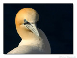 Jan van Gent - Gannet