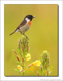 Roodborsttapuit - Saxicola torquata - Stonechat