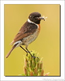 Roodborsttapuit - Saxicola torquata - Stonechat