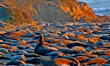 Elephant Seals of Piedras Blancas