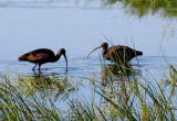 Merced NWR,CA