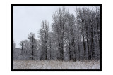 Snowy Cottonwoods2.jpg