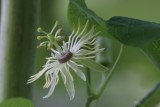 Yellow Passionflower.jpg