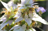 Spotted Bee Balm.jpg