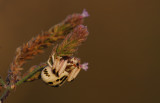 Crab Spider1.jpg