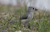 Tufted Titmouse.jpg