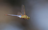 Common Green Darner in flight.jpg