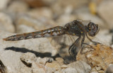 Variegated Meadowhawk.jpg