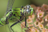 Eastern Pondhawk.jpg