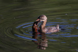 Grebe with crawfish.jpg