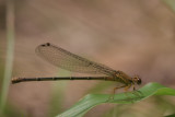 female Blue-fronted Dancer.jpg