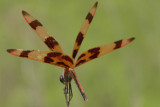 Halloween Pennant.jpg