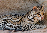 Ocelot - (Leopardus pardalis)