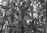 Bamboo in black and white.