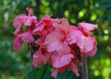 Pink cannas.