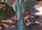 Cactus fruit.