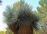 Big yuccas - I think theres a more technical name for this kind but I dont know it.