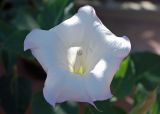 Datura flower - pretty, but poisonous.