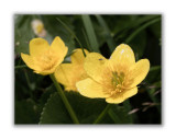 115 Caltha palustris