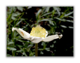 156 Pulsatilla alpina apiifolia