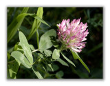 1122 Trifolium medium