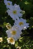 Anemone japonica Honorine Jobert