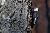 White-headed Woodpecker