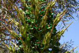 Puya berteroniana