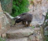 Golden Eagle eating