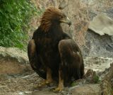 Golden Eagle